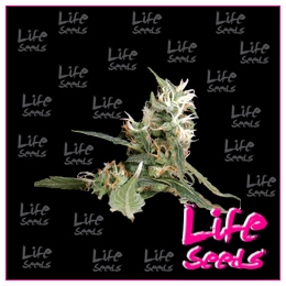 Amnesia Haze | Life Seeds